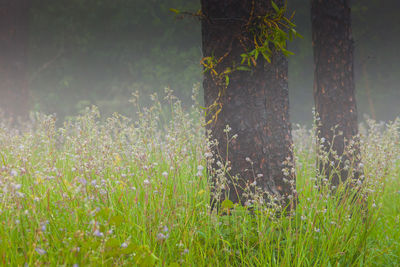 Plants growing on field