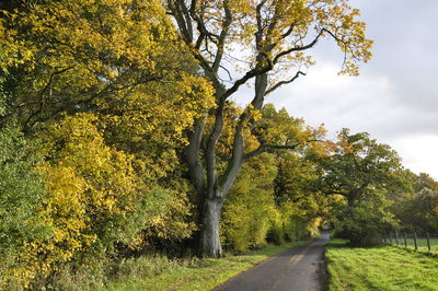 Road amidst trees against sky during autumn