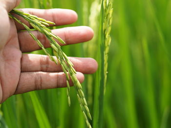 Close-up of hand holding wheat growing on field