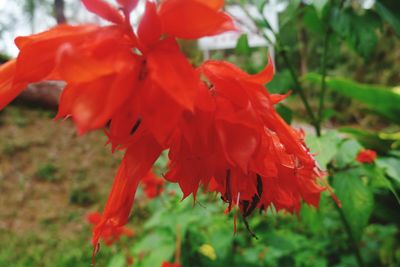 Close-up of orange flowers