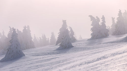 Snow covered trees against sky