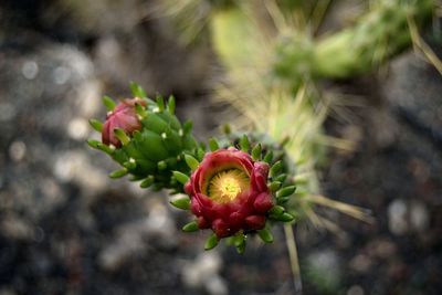 Close-up of red flowering plant