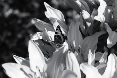 Close-up of insect on flowering plant