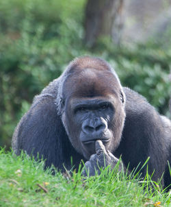 Close-up of gorilla