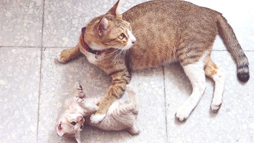 High angle view of two cats on tiled floor