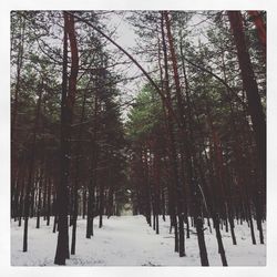 Trees in forest during winter