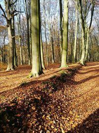 Close-up of trees in forest