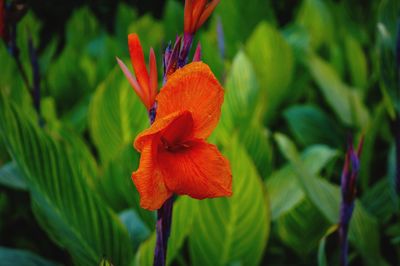 Close-up of red flower