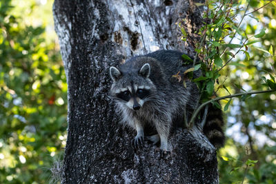 Young raccoon procyon lotor marinus forages for food in naples florida among the forest.