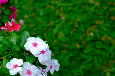 Close-up of pink flowers blooming outdoors