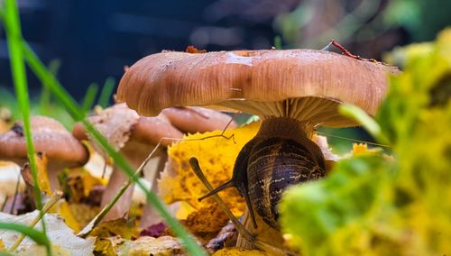 Close-up of mushroom growing on field