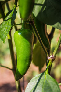 Close-up of fruit growing on plant