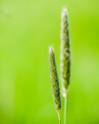 Close-up of wheat growing on field