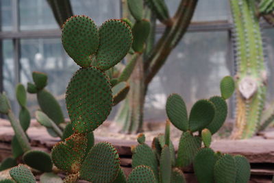 Close-up of cactus growing on potted plant