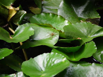 Close-up of snake on plant