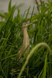 Close-up of a bird on grass