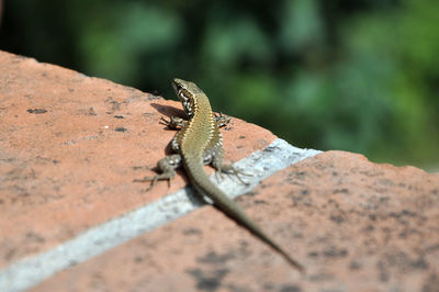 Close-up of lizard on rock