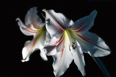 Close-up of fresh white day lily against black background
