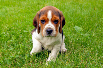 Portrait of beagle puppy sitting on grass