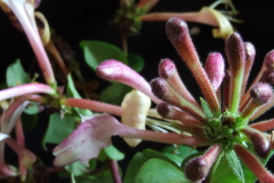 Close-up of purple flowers