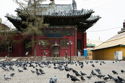 Birds in temple against sky