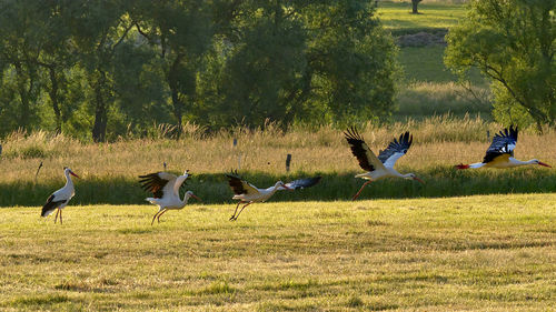 Birds on grassy field