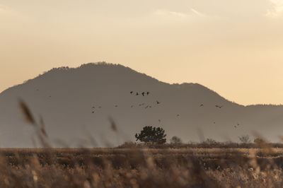 View of birds on land against sky