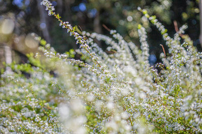 View of flowering plant