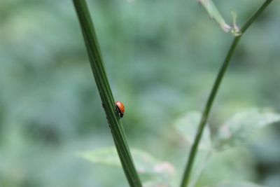 Close-up of ladybug on plant