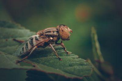 Close-up of insect on leaf