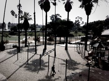 Palm trees by pond