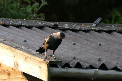 Bird perching on a railing