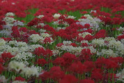 Close-up of red flowering plants on field