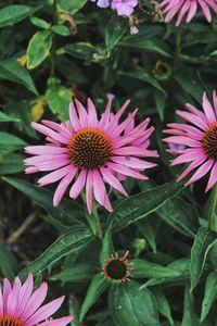 Close-up of pink flower