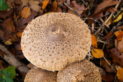 Close-up of mushroom growing on field