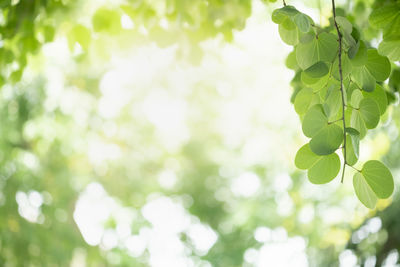 Low angle view of leaves on tree