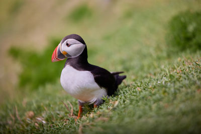 Fratercula puffin in saltee island ireland. in the process of migration 