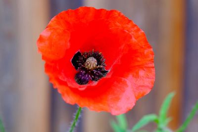 Close-up of red poppy flower