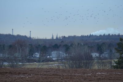 Birds over trees against sky