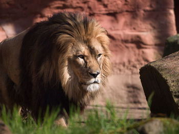 Portrait of a cat in zoo