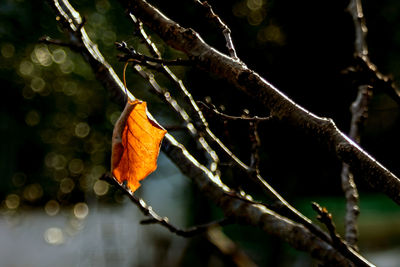 Close-up of orange leaf hanging on branch