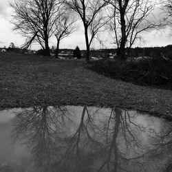 Scenic view of trees against sky