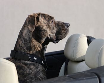 Dog in a car