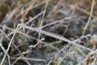frost