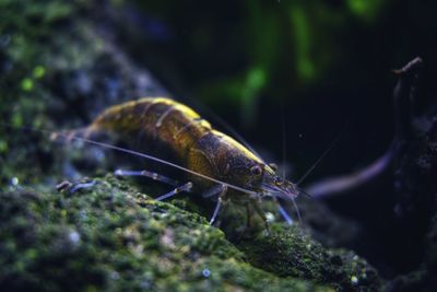 Close-up of insect on sea