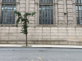 Tree by sidewalk against building in city