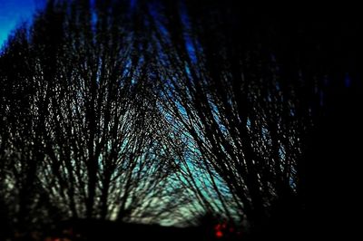 Close-up of silhouette tree against sky at night