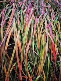Full frame shot of plants growing on field
