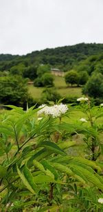 Close-up of insect on plant against sky