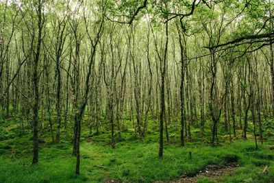 Scenic view of forest